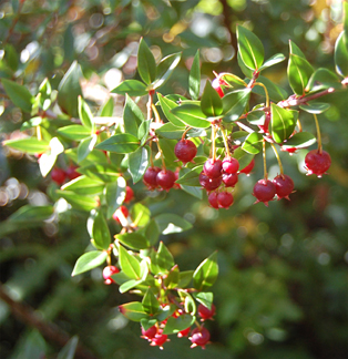 Chilean guava 